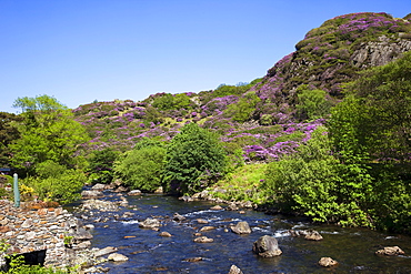 Rhododendrons in bloom and mountains, Snowdonia National Park, Gwynedd, Wales, United Kingdom, Europe