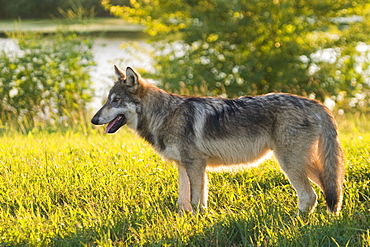 Grey wolf, near Layfayette, Indiana, United States of America, North America