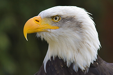 Bald eagle in captivity, Hampshire, England, United Kingdom, Europe