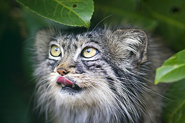 Pallas cat (Otocolobus manul) close-up, controlled conditions, Kent, England, United Kingdom, Europe