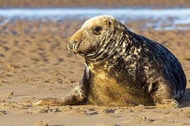 Grey seal (Halichoerus grypus) bull, Donna Nook, Lincolnshire, England, United Kingdom, Europe