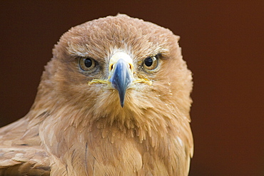 Tawny eagle (Aquila rapax) stare, controlled conditions, United Kingdom, Europe