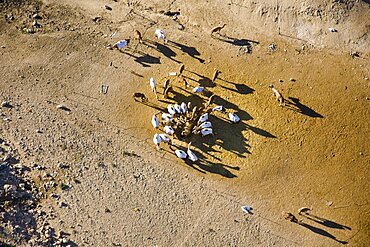 Aerial view of a Bedouin man with his herd in the Negev desert, Israel