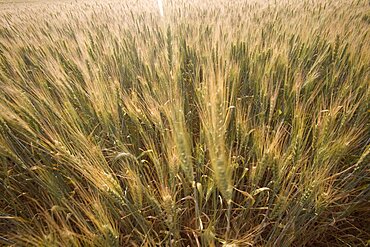 Photograph of a wheat field in the Plain, Israel