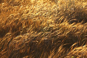 Photograph of wheat fields in Israel, Israel