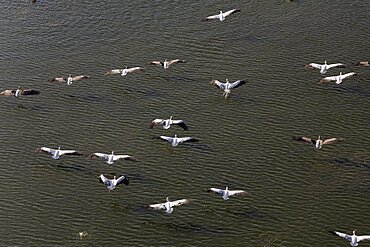 Aerial photograph of pelicans in the Sharon, Israel