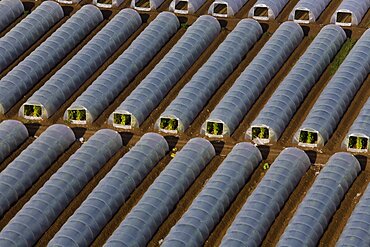 Aerial photograph of greenhouses in the Sharon, Israel