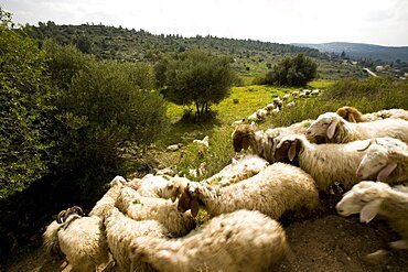 Photograph of a herd of sheeps in the Terebinth valley, Israel