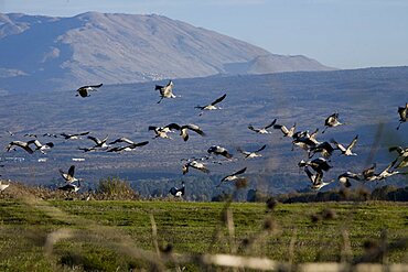 Photograph of cranes in the Chula Valley, Israel