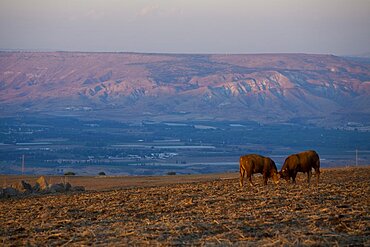 lower Galilee at dawn, Israel