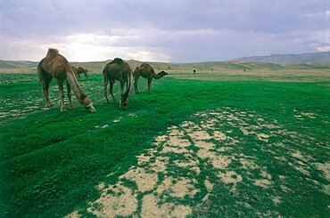 Camels eating green grass in the Judea Desert, Israel