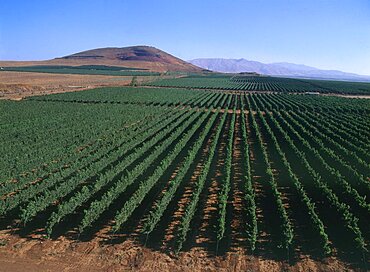 Aerial photograph of a plantationin the northern Golan Heights, Israel