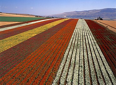 Aerial photograph of colorful flower beds in the Jezreel Valley, Israel