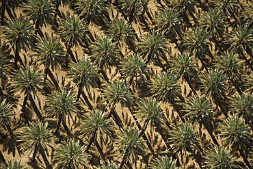 Aerial photograph of a plam tree plantation in the Arava