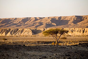 Photograph of a single tree in the middle of Arod stream in the Central Negev, Israel