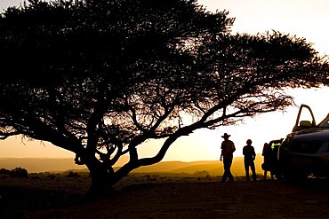 Photograph of a silhouette of a tree in the Arod Wadi in the Central Negev after sunrise, Israel