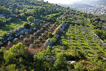 Aerial landscape of the Upper Galilee, Israel