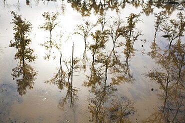 Aerial photograph of a swamp in the Sharon, Israel