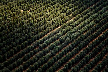 Aerial photograph of the agriculture fields of the Sharon, Israel