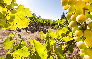 Close-up of grapes in a vineyard, Napa Valley, California, United States of America, North America 