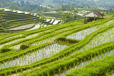 Rice fields, Bali Island, Indonesia, Southeast Asia, Asia