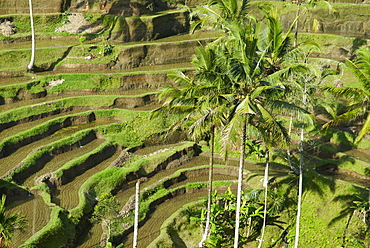 Rice terraces, Bali Island, Indonesia, Southeast Asia, Asia