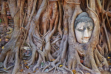 Stone Buddha head entwined in the roots of a fig tree, Wat Mahatat, Ayutthaya Historical Park, UNESCO World Heritage Site, Ayutthaya, Thailand, Southeast Asia, Asiacuvres used to bring out red in top of roots and blue at bottom of roots, increased contrast