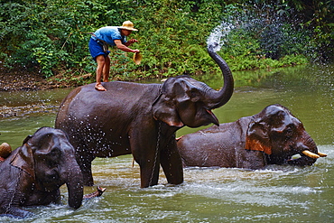 Elephant training, Chiang Dao, Chiang Mai, Thailand, Southeast Asia, Asia