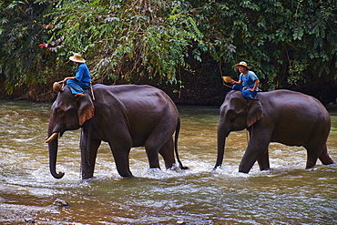 Elephant training, Chiang Dao, Chiang Mai, Thailand, Southeast Asia, Asia