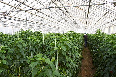 Red peppers in greenhouse, Hveragerdi, Iceland, Polar Regions