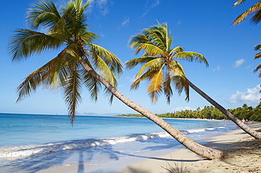 Silver sand and palm trees, Sainte Anne beach, Martinique, French Overseas Department, Windward Islands, West Indies, Caribbean, Central America