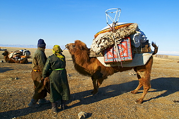 Nomadic transhumance with camel, Province of Khovd, Mongolia, Central Asia, Asia