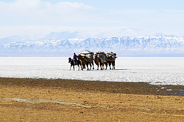 Nomadic transhumance with Bactrian camels in snow covered winter landscape, Province of Khovd, Mongolia, Central Asia, Asia