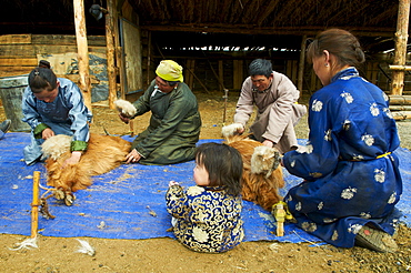 Mongolian nomads shearing cashmere off their goats, Province of Arkhangai, Mongolia, Central Asia, Asia