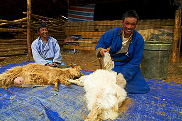 Mongolian nomads shearing cashmere off their goats, Province of Arkhangai, Mongolia, Central Asia, Asia