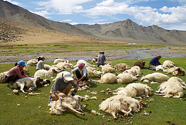 Mongolian nomads shearing sheep, Region of Bayan Ulgii, Mongolia, Central Asia, Asia