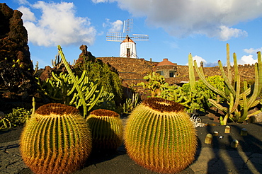 Cactus garden of Guatiza, Lanzarote, Canary Islands, Spain, Europe