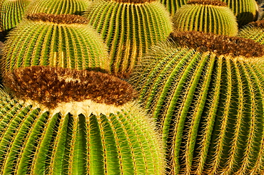 Cactus garden of Guatiza, Lanzarote, Canary Islands, Spain, Europe