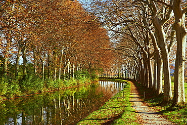 Yellow and red leaves in autumn along the Canal du Midi, UNESCO World Heritage Site, Aude, Languedoc-Roussillon, France, Europe