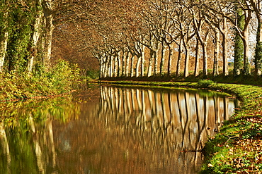 Yellow and red leaves in autumn along the Canal du Midi, UNESCO World Heritage Site, Aude, Languedoc-Roussillon, France, Europe