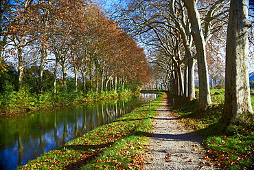 Yellow and red leaves in autumn along the Canal du Midi, UNESCO World Heritage Site, Aude, Languedoc-Roussillon, France, Europe