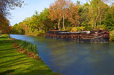 Yellow and red leaves in autumn along the Canal du Midi, UNESCO World Heritage Site, Aude, Languedoc-Roussillon, France, Europe