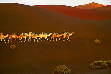 Excursion by camel to visit volcano, National Park of Timanfaya, Lanzarote, Canary Islands, Spain, Europe