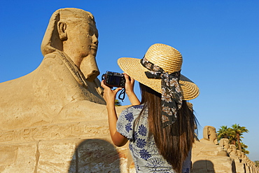 Tourist taking a photo on the Sphinx path, Temple of Luxor, Luxor, Thebes, UNESCO World Heritage Site, Egypt, North Africa, Africa