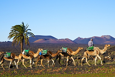 Excursion by camel to visit volcano, National Park of Timanfaya, Lanzarote, Canary Islands, Spain, Europe