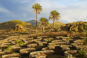 Vineyard near Yaiza, La Geria, Reserve of Biosphere, Lanzarote, Canary Islands, Spain, Europe