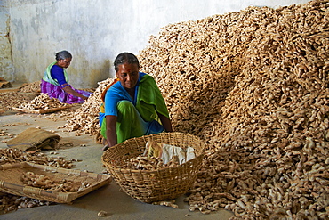 Workers in the ginger warehouse in the spices area, Fort Cochin, Kerala, India, Asia