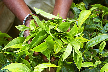 Tea, tea plantations, Munnar, Kerala, India