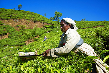 Tamil worker on a tea plantation, Munnar, Kerala, India, Asia