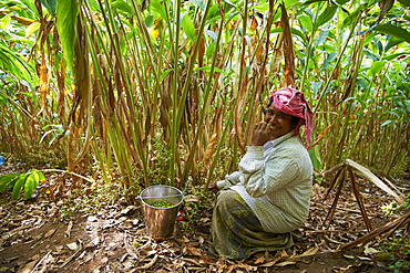 Collecting cardamom, Munnar, Kerala, India, Asia